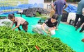 矮寨镇：高山辣椒迎丰收