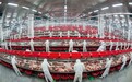 金锣推进信息化智能生产，以科技驱动产业转型升级