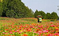 石家庄滹沱河畔：花海引客来