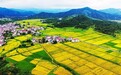 靖安县：沃野青黄秋渐浓（图）