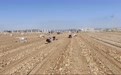 兰州新区1900亩闲置土地种出“金豆豆”　产值破千万
