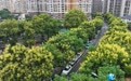 九江：栾树花开 秋色登场（图）