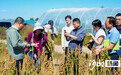 一粒藜麦何以联通世界——看沽源藜麦全产业链升级的路径探索