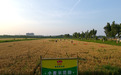 给土地“贴秋膘”：鲁花花生肽肥赋能耕地绿色循环