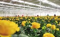 从靠天吃饭到数字种花　兰州新区高原鲜花香飘全国