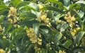梅岭桂花悄然绽放！南昌城区预计10月初迎来花期
