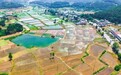 芒种收官！都江堰灌区606.4万亩水稻 顺利“关秧门”