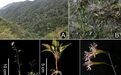 江西发现植物新种，被评估为极危，目前仅在章江源省级自然保护区小范围发现