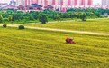 定鼎门遗址博物馆宁人坊展示区谷子迎来丰收开镰