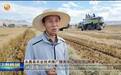 “羊贵妃”get优质基因拼图　甘肃玩转寒旱土地产业经