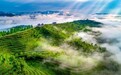 让茶香走出群山：张婷与贵州茶的十年相逢