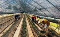 黄山屯溪：大棚草莓移栽忙 产业振兴富农民