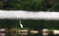安徽省休宁县月潭湖镇：湿地焕生机 飞鸟落湖畔