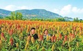 高粱地里拍照打卡