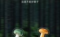 向山野|随机馋哭一个爱吃菌子的人