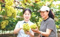 兴国县：葡萄园里“丰”景美（图）