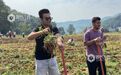 吉水县：亲子家庭和留学生田间助农（图）