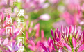 邀您赴一场秋日花约！怀化鹤城3万㎡醉蝶花海迎来盛花期