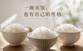 为什么叫「越前」？一碗米饭，也该拥有自己的性格