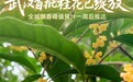 武汉首批桂花已绽放 全城飘香峰值预计一周后抵达