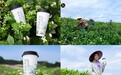 茉莉升级首战告捷，周环比增长 33.3%
