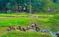 江西分宜：古桥流水润乡野 水牛闲卧绘秋景（图）