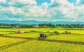 巴渝粮仓“丰”景正好——梁平平坝、山地、浅丘、深丘地貌水稻秋收一线见闻