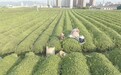 金溪县：机采秋茶（图）