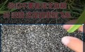 安徽多地稻飞虱泛滥致水稻倒伏，农户称“杀不绝”担心减产