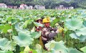 吉安青原区：莲子丰收（图）
