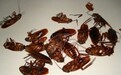 2026年什么蟑螂药效果最好可以端掉蟑螂窝？消灭蟑螂最高效最彻底方法揭秘