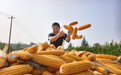 石家庄新乐：金秋好“丰”景