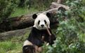 “如何看待中国国家领导人亲自宣布这个好消息？”