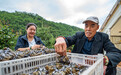 甘肃秦州大闸蟹喜获丰收