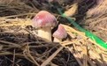 林下生金助振兴 杜尔伯特食用菌富民产业焕发新活力