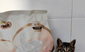 麦富迪奶弗羊奶鲜肉奶糕粮温和护肠，小奶猫吃得安心