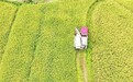 遂川县：收割中稻 颗粒归仓（图）