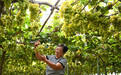 邢台：特色种植拓宽增收路
