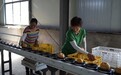 振兴路上丨响水运河：金秋好“梨”遇 甜蜜俏出圈