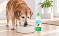 老年犬口腔问题别忽视：别让牙齿问题降低狗狗晚年生活质量