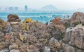 济南：秋日鹊山，拾级登高赏秋