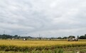 稻熟满田畴 青神8.3万亩稻田“丰景”背后的精细守护