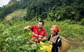 第一书记吴恒锋用心铺就瑶寨“振兴路”