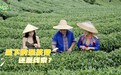 预告|《山海村游奇遇记》首期走进三江，寻找传说中的“黄金茶种”