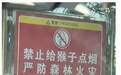 安徽一自然保护区立牌警示：禁止给猴子点烟