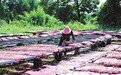 会昌县：竹产业发展助农增收（图）