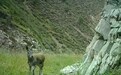 甘肃张掖生态环境有多赞　马麝频现身祁连山"晨练"给答案