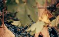 Les Vignobles 波尔多酒庄2026采收圆满收官