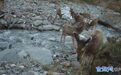 白唇鹿组团打卡祁连带娃渡河　甘肃张掖生态画卷温馨得嘞