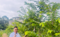 科技赋能产业升级！广州市沉香协会周天明会长创新试验助力奇楠种植提质增产